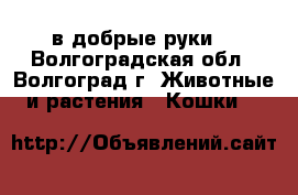 в добрые руки  - Волгоградская обл., Волгоград г. Животные и растения » Кошки   